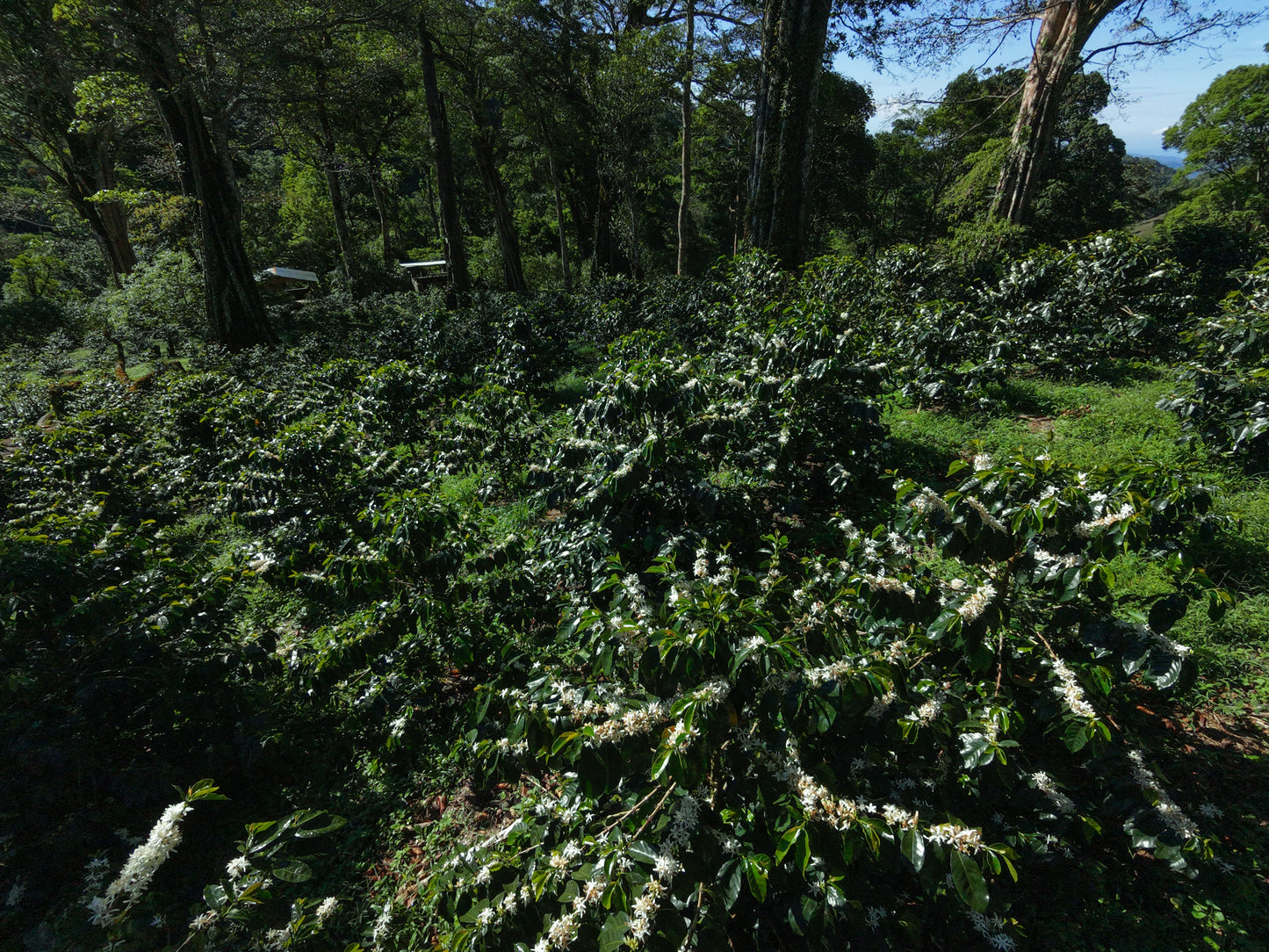 THE GREAT HARTMANN Geisha • Panama