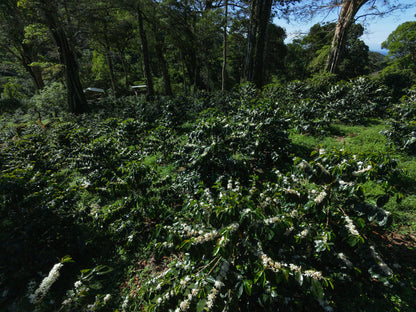 THE GREAT HARTMANN Geisha • Panama
