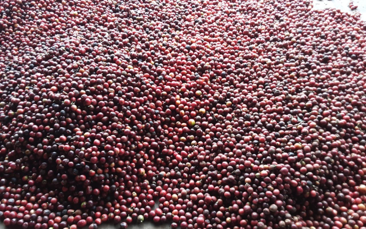 THE PINK PARADISI • Kenya