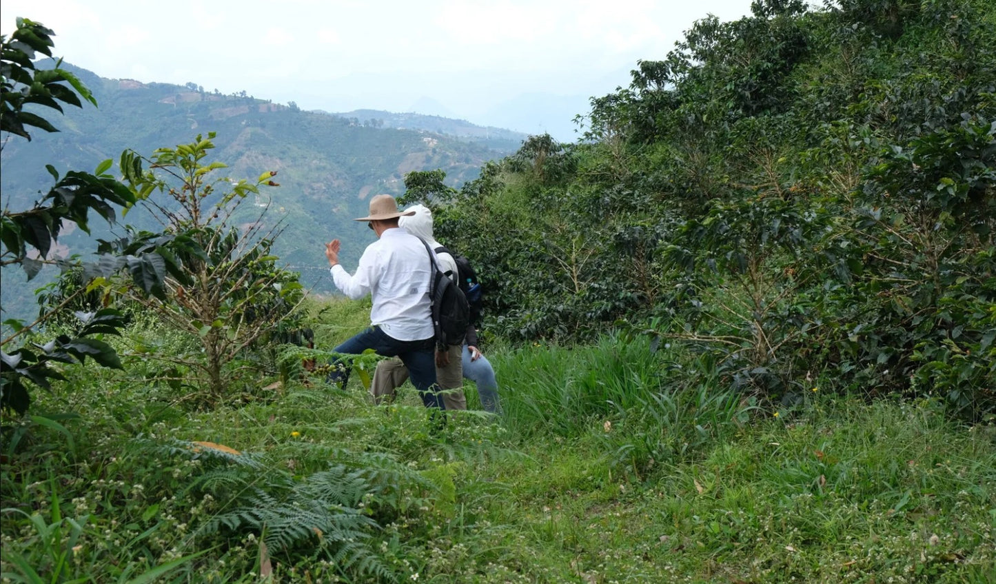 THE SNOOZING BREW Decaf • Colombia