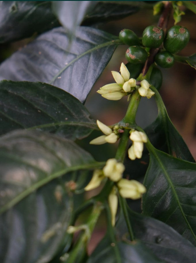THE SNOOZING BREW Decaf • Colombia