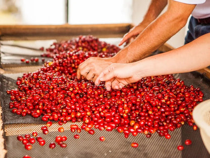 THE SLEEPY BERRY Decaf • Colombia